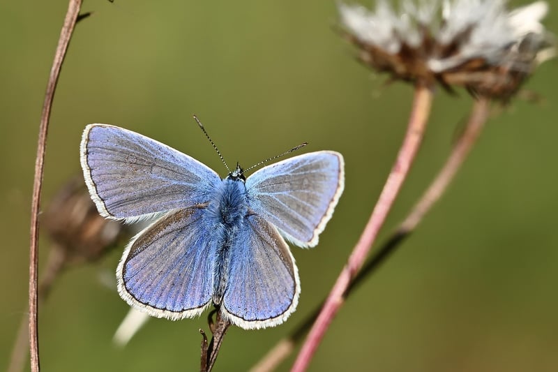 Common Insects