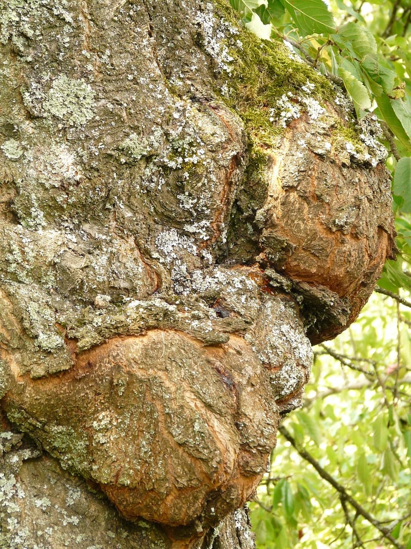 Fungal Diseases