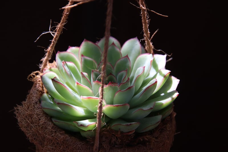 Succulent Crafts