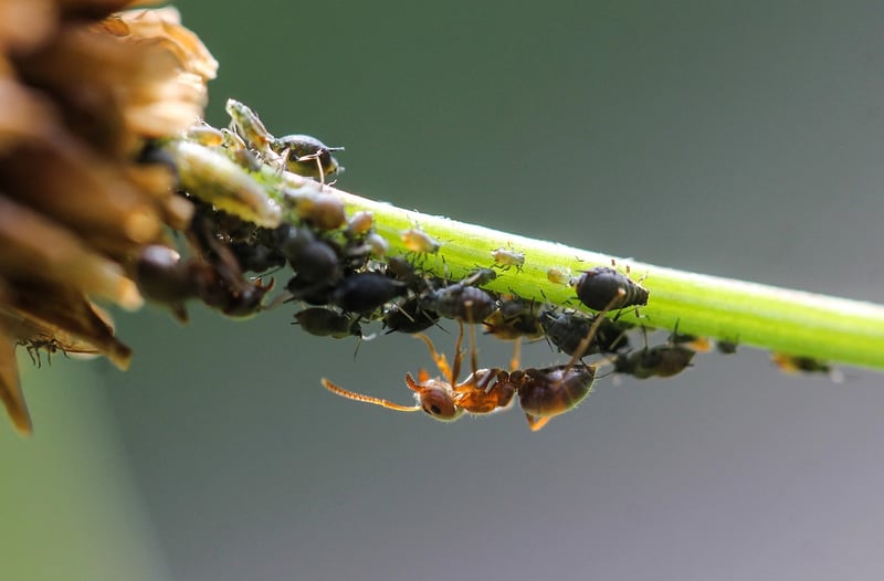 Aphid