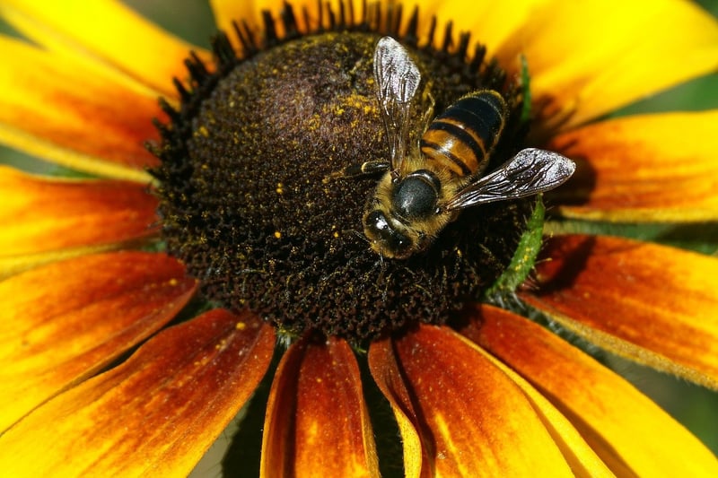 Black-Eyed Susans