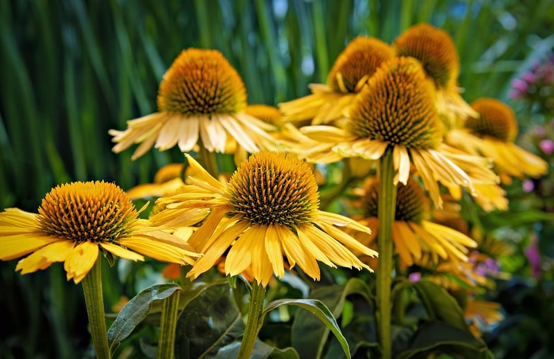 Coneflowers