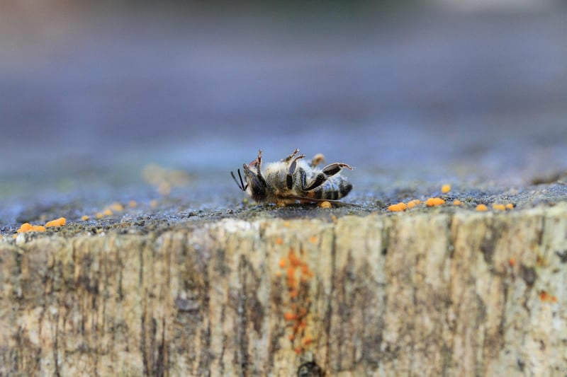 Gardening and pest control