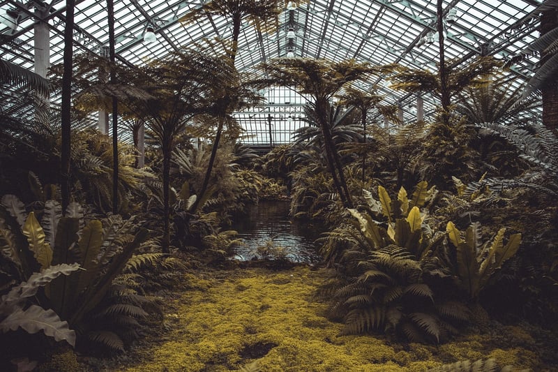 Plants in a greenhouse