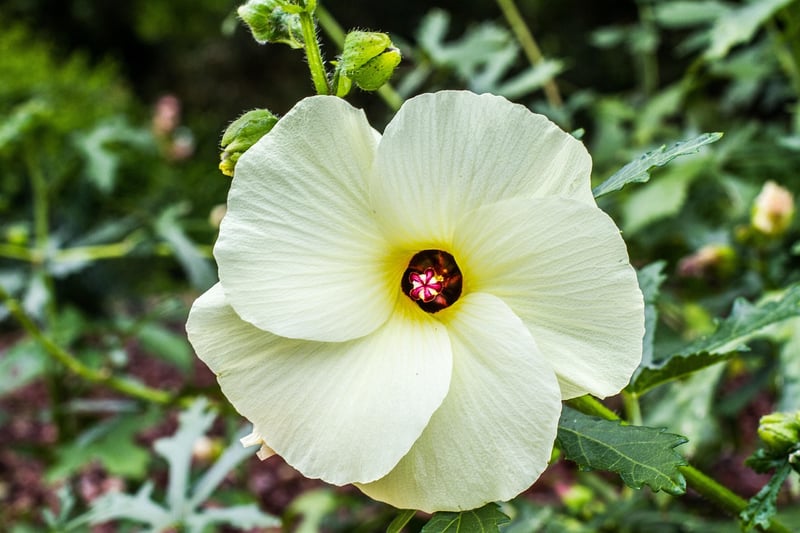 Hibiscus