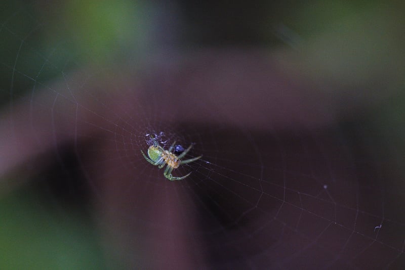 Spider Mite