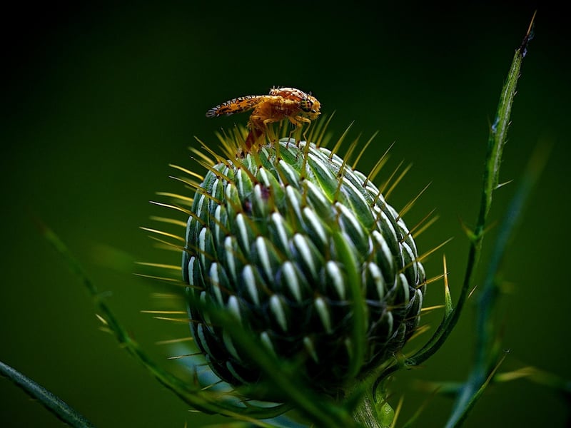 Whitefly